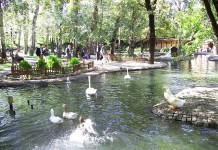 Sanatçılar Kuğulu’da