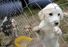 Belediye Meclisi Barınak Sorununu Gündemine Aldı