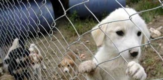 Belediye Meclisi Barınak Sorununu Gündemine Aldı