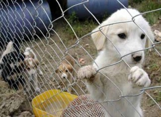 Belediye Meclisi Barınak Sorununu Gündemine Aldı