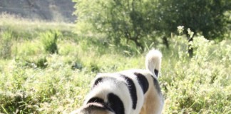 Birbirinden güzel canlarımız yuvalarını arıyorlar.Bakmaz mısınız?