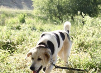 Birbirinden güzel canlarımız yuvalarını arıyorlar.Bakmaz mısınız?