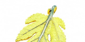 SONBAHARIN FAVORİ’Sİ SARI YAPRAK KOLYELER