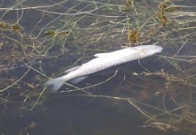 Mogan’da Kirliliğin Bedelini Balıklar Ödüyor