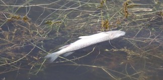 Mogan’da Kirliliğin Bedelini Balıklar Ödüyor