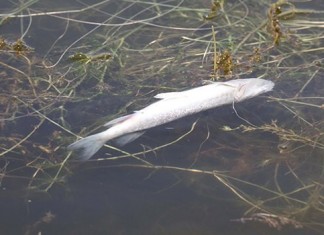 Mogan’da Kirliliğin Bedelini Balıklar Ödüyor