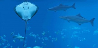 Gelecekte Su Altında Tatile Hazırlanın