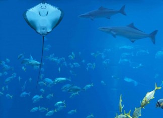 Gelecekte Su Altında Tatile Hazırlanın