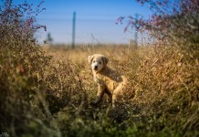 Hayvanları Koruma Günümüz Kutlu Olsun