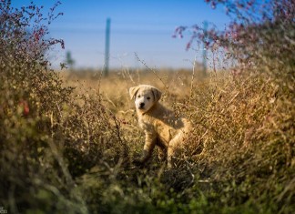 Hayvanları Koruma Günümüz Kutlu Olsun