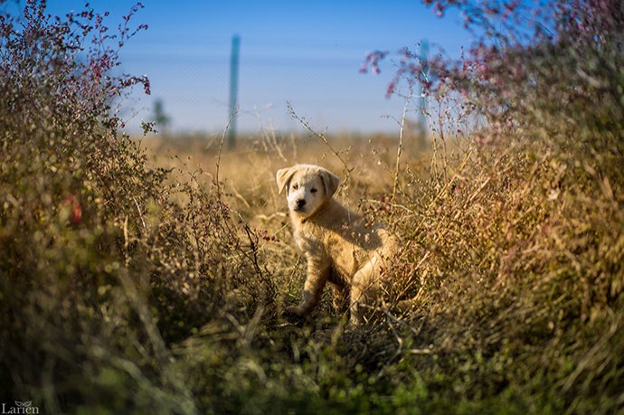 The-Huskydor---Logolu2