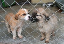 Mühye İçin Biraraya Geldiler