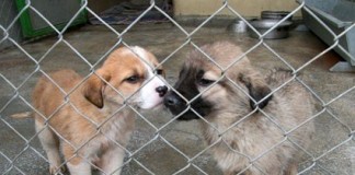 Mühye İçin Biraraya Geldiler