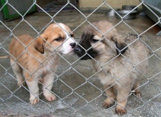 Mühye İçin Biraraya Geldiler