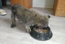 Hayvan Kurtarma Derneği 210 Gönüllü Arıyor