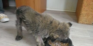 Hayvan Kurtarma Derneği 210 Gönüllü Arıyor