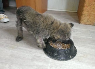 Hayvan Kurtarma Derneği 210 Gönüllü Arıyor