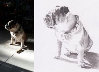 Hayvan Dostlarınızı Portreyle Ölümsüzleştirin