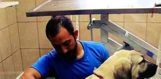 Çankaya’da Köpeklere Mikroçip Uygulaması