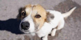 Candostları Kermeste Buluşuyor