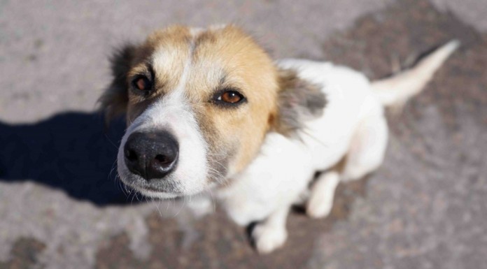 Candostları Kermeste Buluşuyor