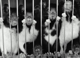 Kozmetikte Hayvanların Test Amaçlı Kullanımı Yasaklandı!