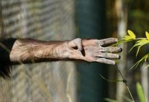 Nata Vega AVM’ye Hayvan Hapishanesi yapılacak