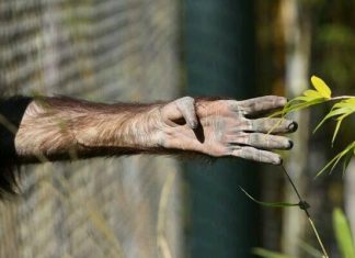 Nata Vega AVM’ye Hayvan Hapishanesi yapılacak